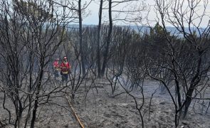 GNR já sinalizou 7.192  terrenos para limpeza na Campanha Floresta Segura 2025
