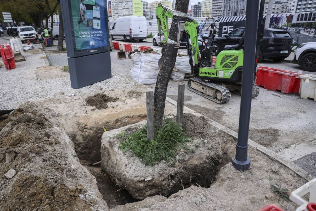Câmara de Lisboa inicia transplante de jacarandás na Avenida 5 de Outubro
