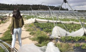 Governo anuncia apoios às explorações agrícolas com perdas acima de 30% devido ao mau tempo