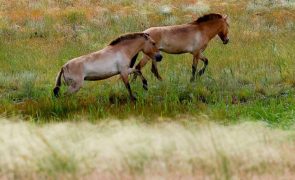 Mutação genética é a chave para os cavalos serem os 