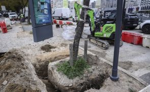 Câmara de Lisboa começou a plantar jacarandás na Av. 5 de Outubro mas contestação mantém-se