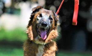 Associação recorre a voluntários e com poucos meios resgata animais maltratados em Maputo