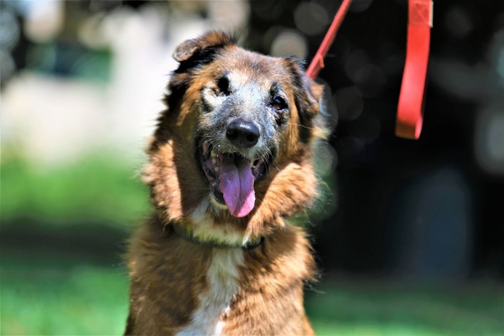 Associação recorre a voluntários e com poucos meios resgata animais maltratados em Maputo