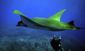 Organizações ligadas à exploração dos oceanos anunciam parceria com Cabo Verde