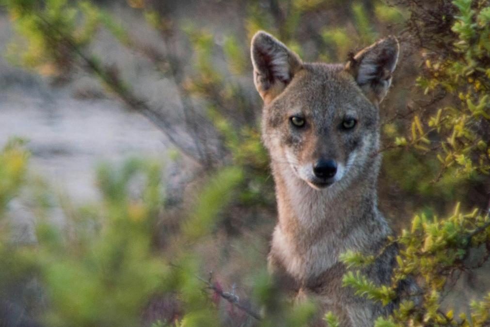 WWF Portugal alerta para implicações em Portugal da caça ao lobo em Espanha