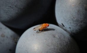Álcool com moderação torna sensuais os machos da mosca da fruta