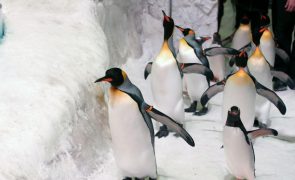 Pinguins tornam-se símbolo improvável do absurdo da guerra comercial de Trump