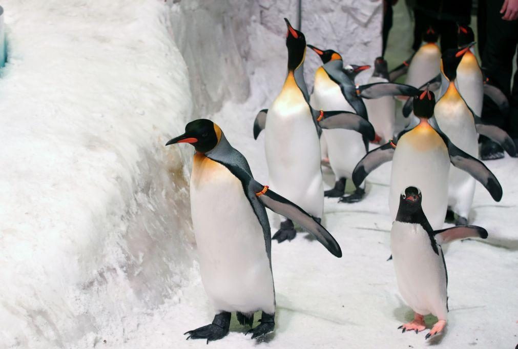 Pinguins tornam-se símbolo improvável do absurdo da guerra comercial de Trump
