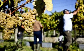 Vinhos Verdes reforçam presença na Ásia com ações em quatro territórios este ano