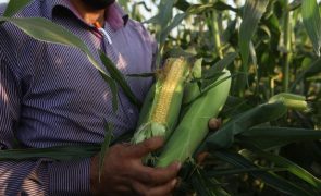 Comissão Europeia autoriza comercialização na UE de milho geneticamente modificado