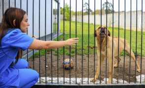 PATA, o projeto de Gaia que aposta na adoção ponderada de cães e gatos