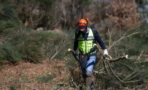 Proprietários florestais pedem prolongamento de prazo para limpeza de terrenos