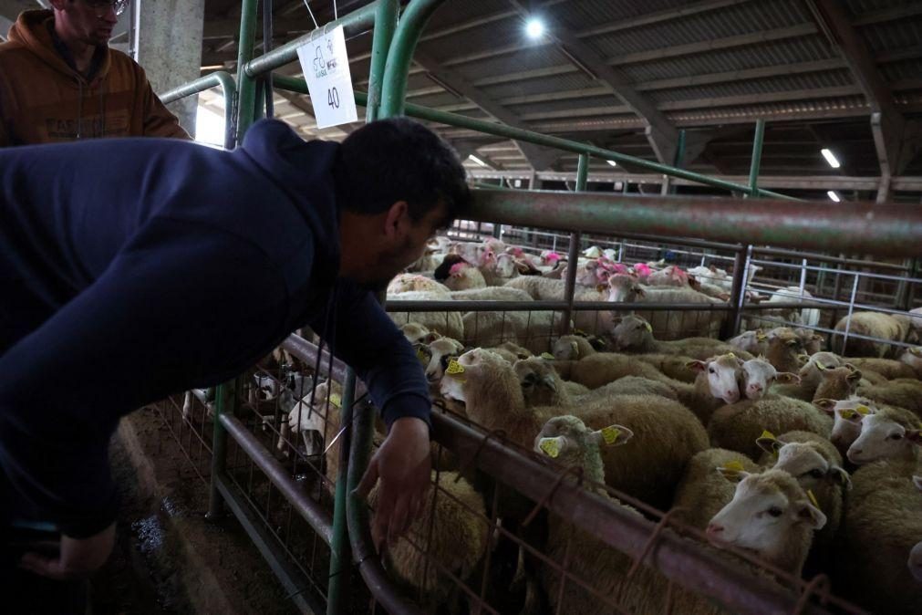 Preço do borrego dispara nas vésperas da Páscoa por culpa da língua azul