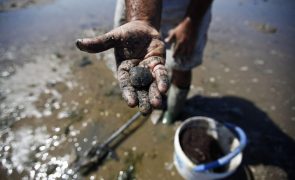 Apreendidas mais de 4,5 toneladas de amêijoa-japonesa em Alcochete