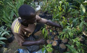 FIDA lança programa agrícola em Cabo Verde, São Tomé e Príncipe e Guiné-Bissau
