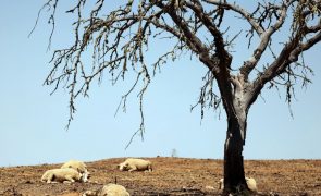 Quase metade da Europa teve temperaturas anuais recorde em 2024