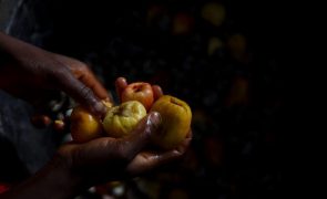 Caju exportado por Moçambique rendeu recorde de 88,7 ME em 2024