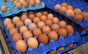 Preço dos ovos sobe 6,7% na UE em março e 2,9% em Portugal