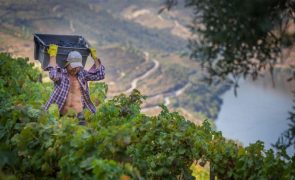 Viticultores do Douro recebem cartas a cancelar encomendas e admitem boicotar eleições
