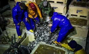 Selo azul na pesca da sardinha deve chegar a Portugal no verão