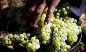 CNA alerta para crise no vinho no Douro devido a baixos preços