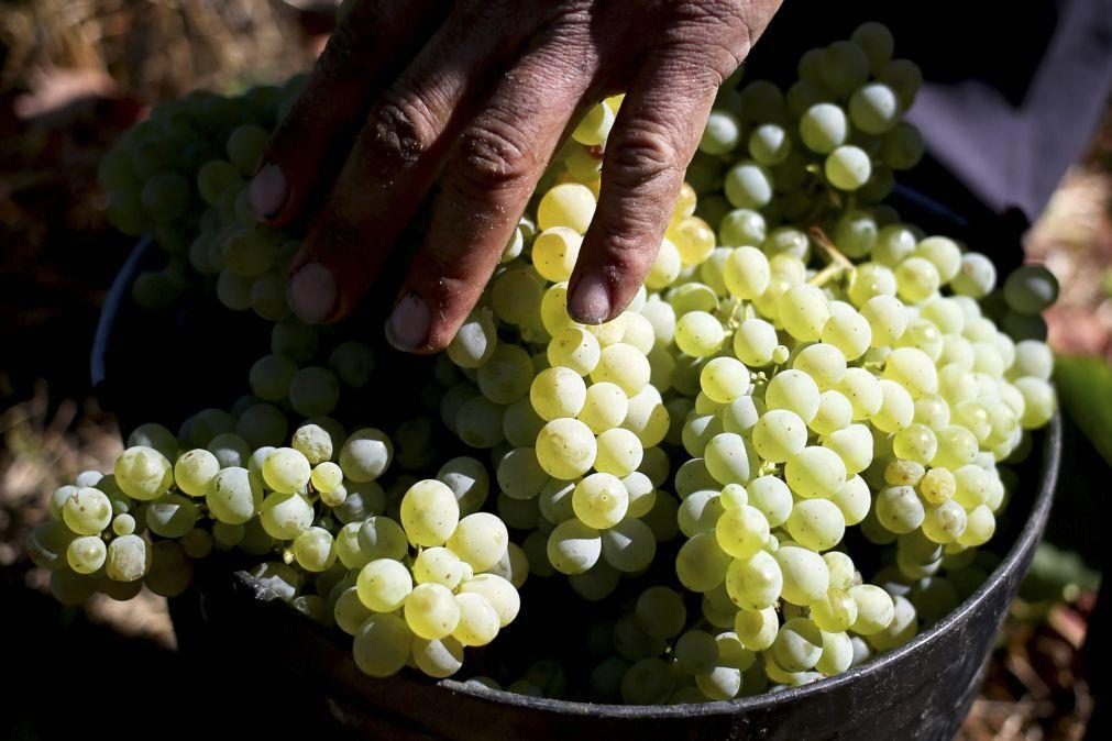 CNA alerta para crise no vinho no Douro devido a baixos preços
