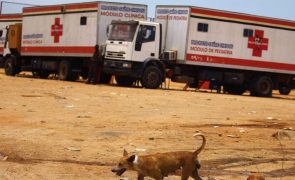 Raiva matou 171 pessoas em Angola em 2024