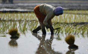 Investigadores estudam como arroz terá saído de cidade guineense para o mundo