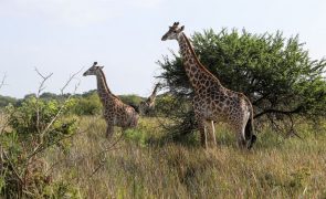 CPLP apoia candidatura do Parque Nacional de Maputo a património mundial da Unesco