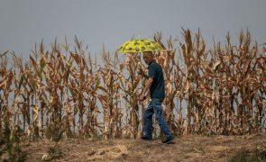 Várias regiões chinesas enfrentam seca após prolongada falta de precipitação