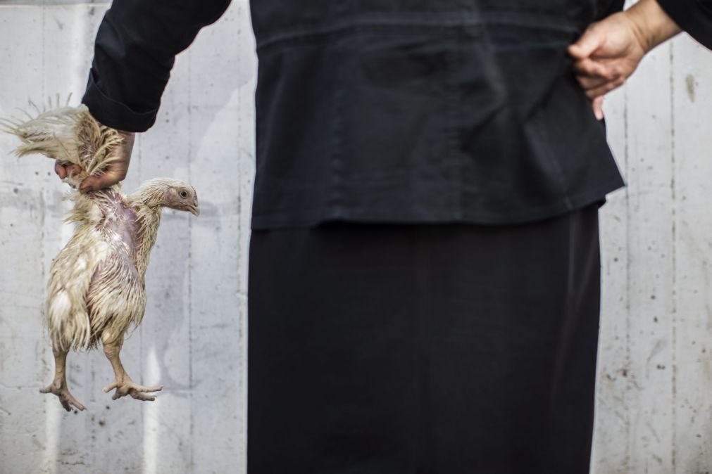 Surto de gripe aviária leva ao abate de 91 mil aves no Japão