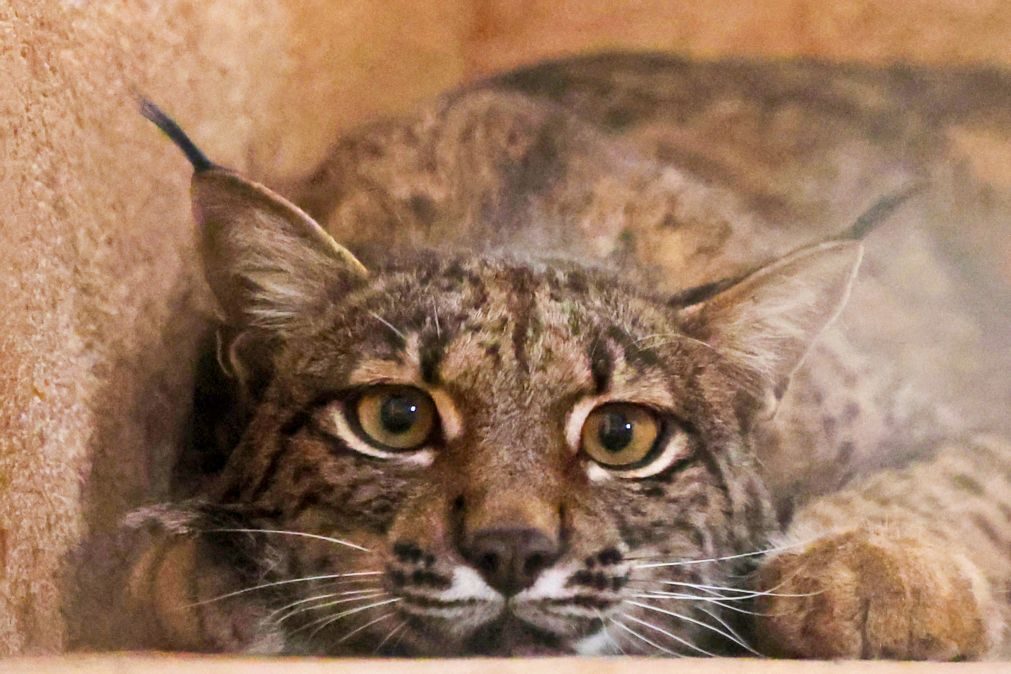Linces
