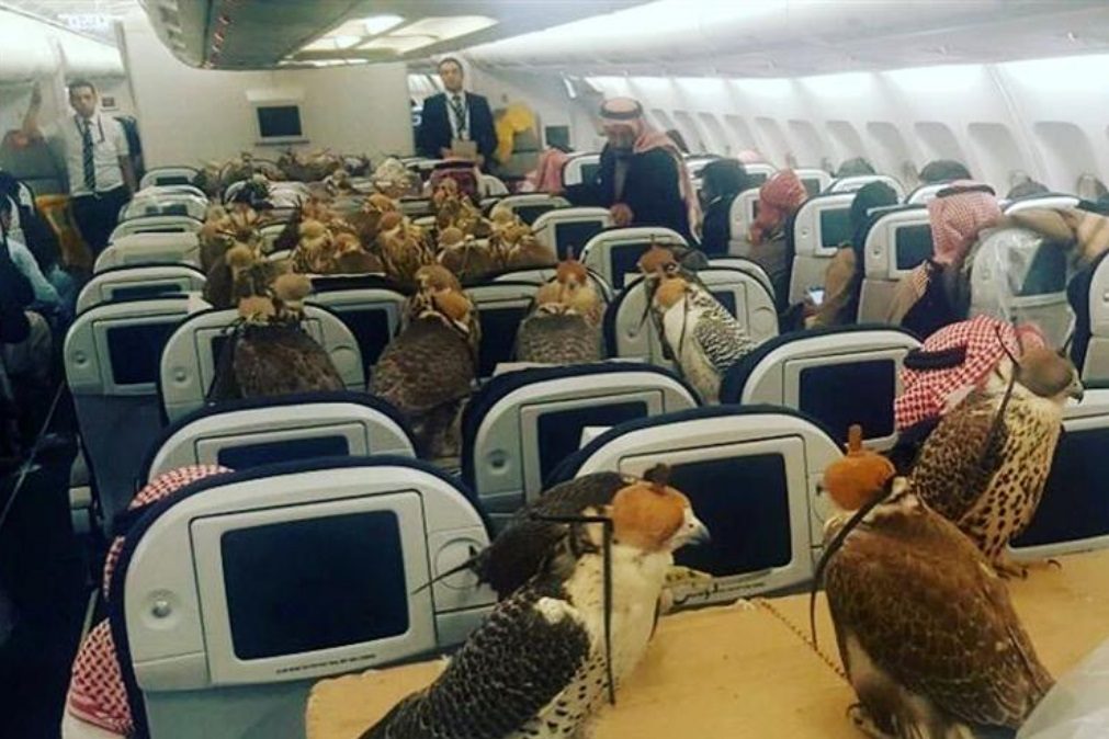 Príncipe saudita compra bilhetes de avião para 80 falcões