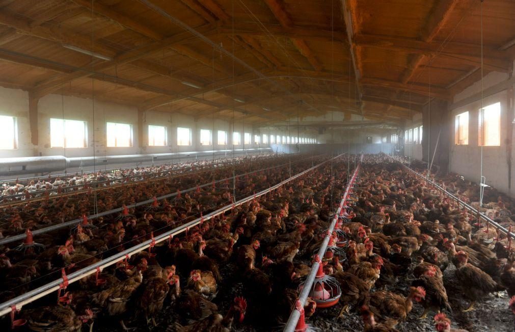 Brasil suspende vendas de frango para Argentina, China e UE devido a caso de gripe aviária