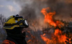 Incêndios impulsionam destruição de florestas tropicais a níveis recorde