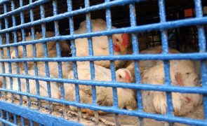 Dezenas de países suspenderam compras de frango ao Brasil devido a gripe aviária