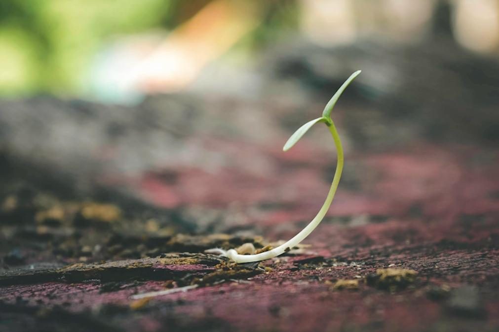 Depois das eleições: há futuro para a natureza em Portugal?