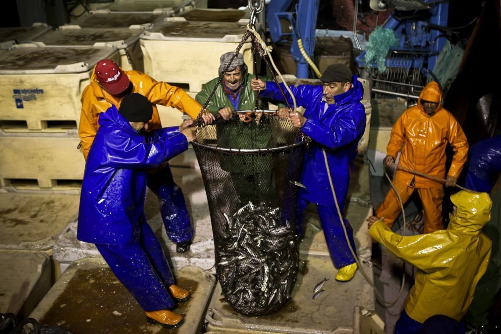 Diminuição do 'stock' da sardinha dura há quase 20 anos e tem por base as alterações climáticas