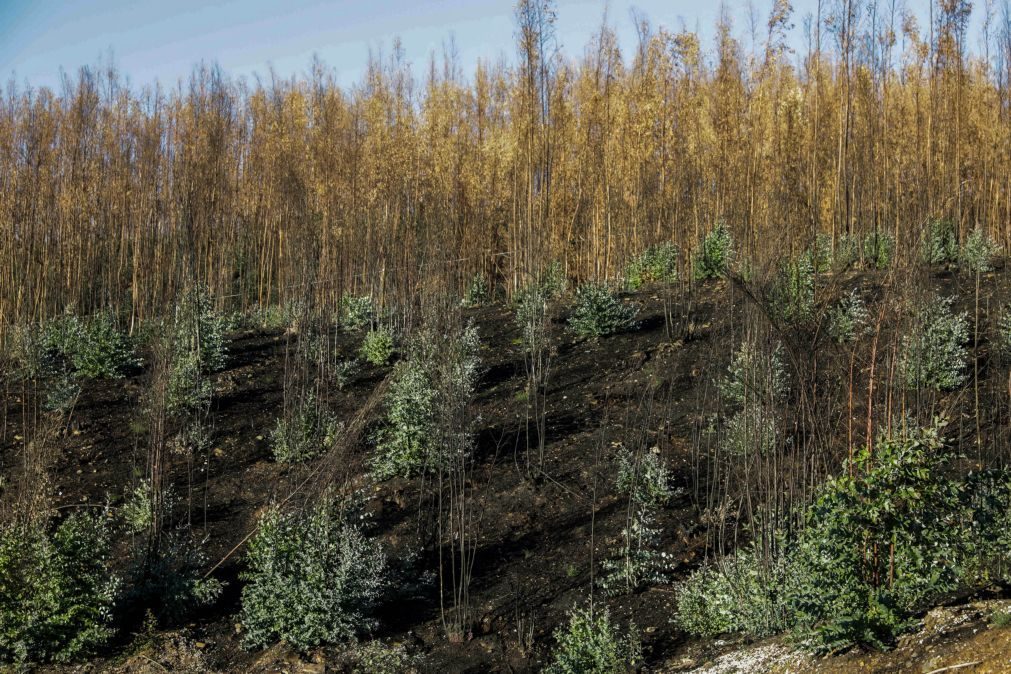 Governo diz que há «cerca de 100 mil hectares abandonados de eucalipto» em Portugal