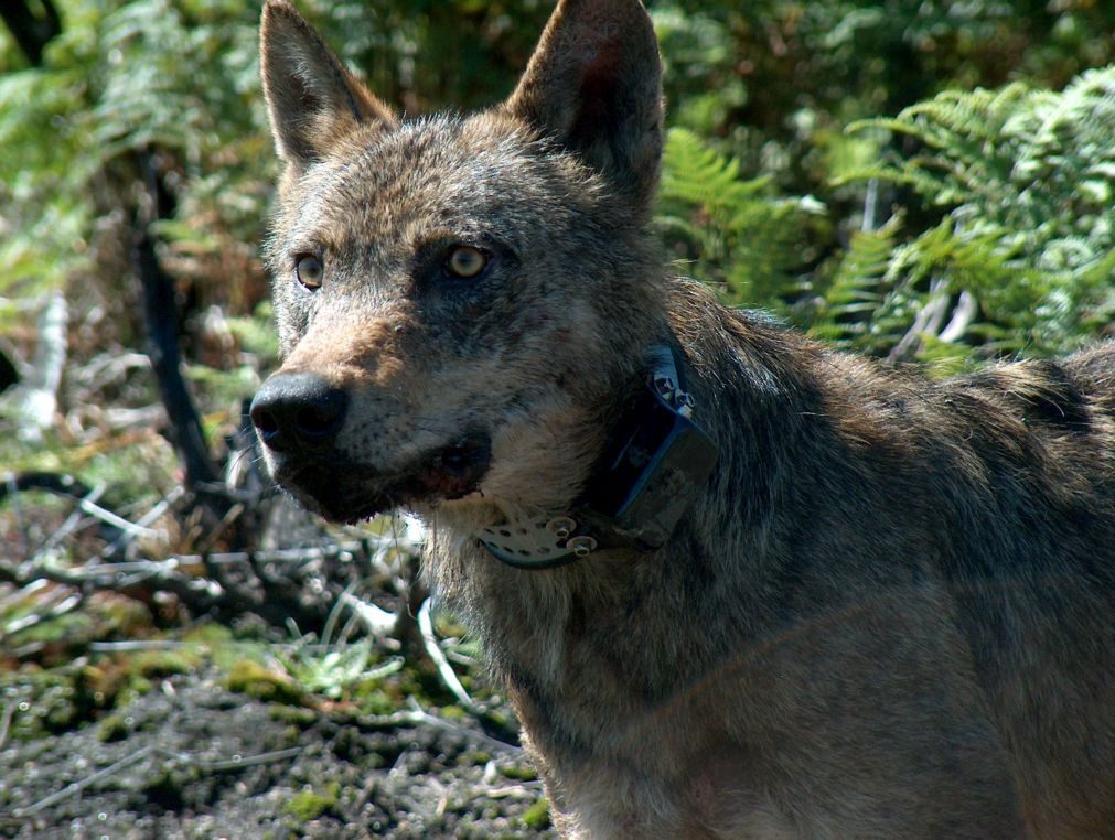 Mais de 2.400 animais atropelados nas estradas em 2016