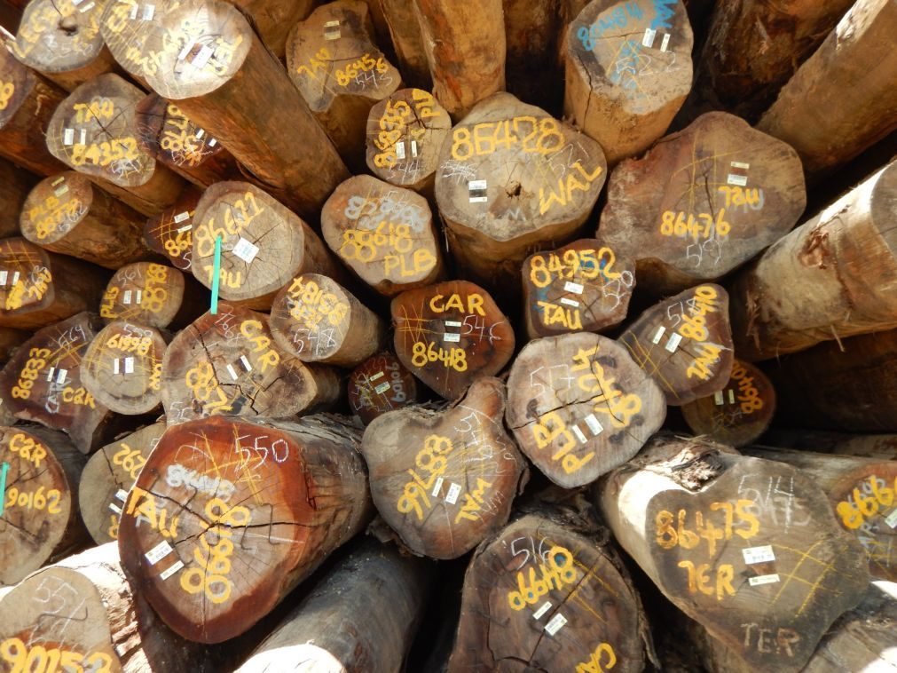 Governo da Guiné-Bissau exporta madeira apreendida por corte ilegal