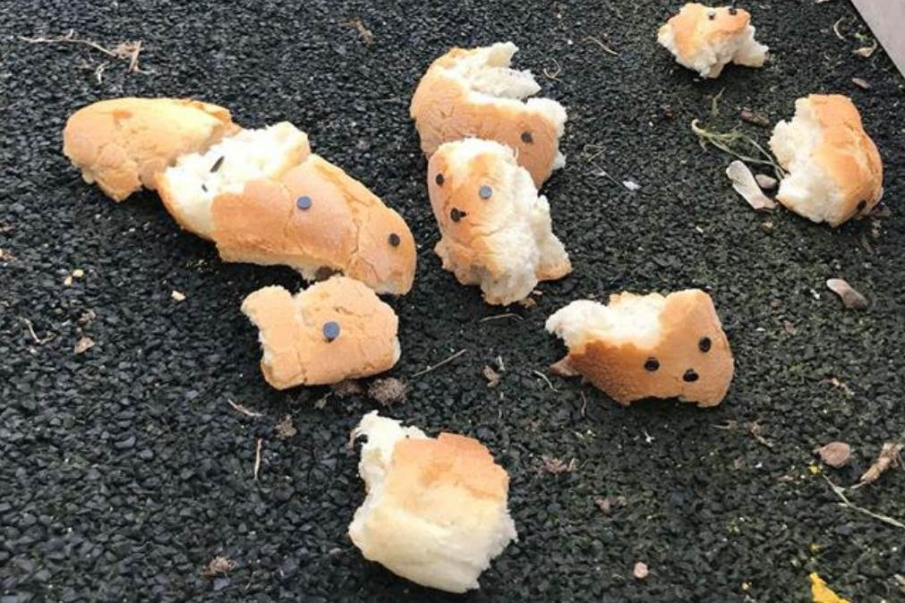 Armadilha para cães? Pedaços de pão com pregos encontrados em Lisboa