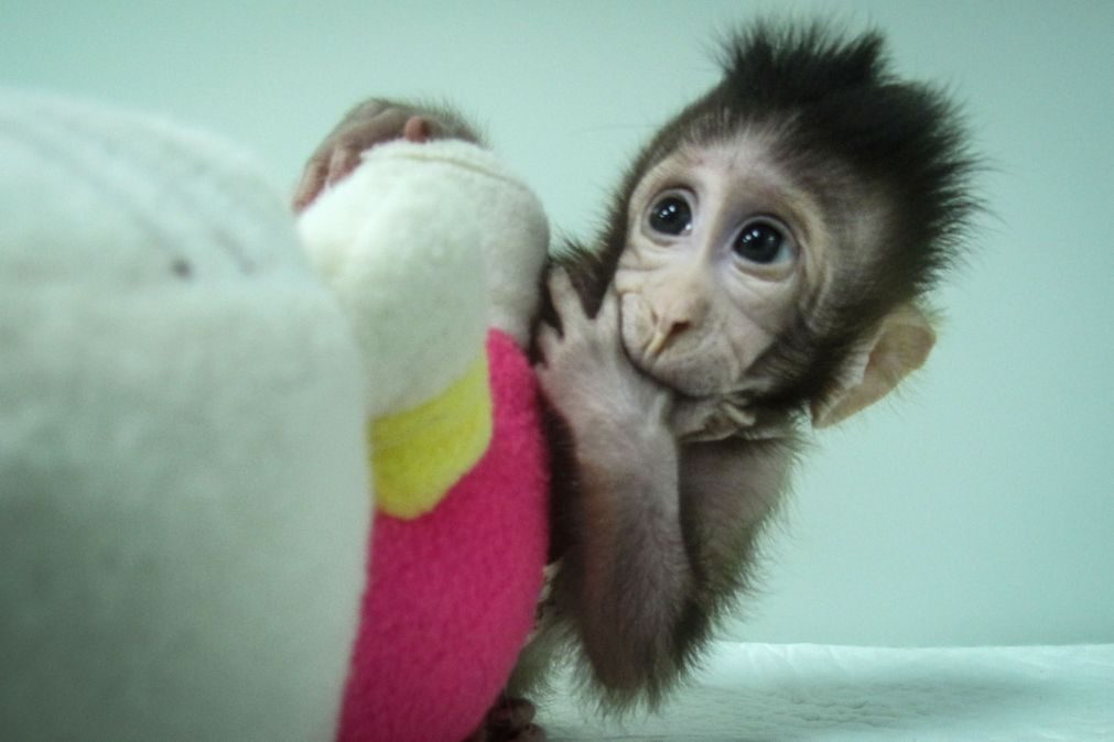 Primeiros macacos clonados com a técnica da ovelha Dolly nasceram na China