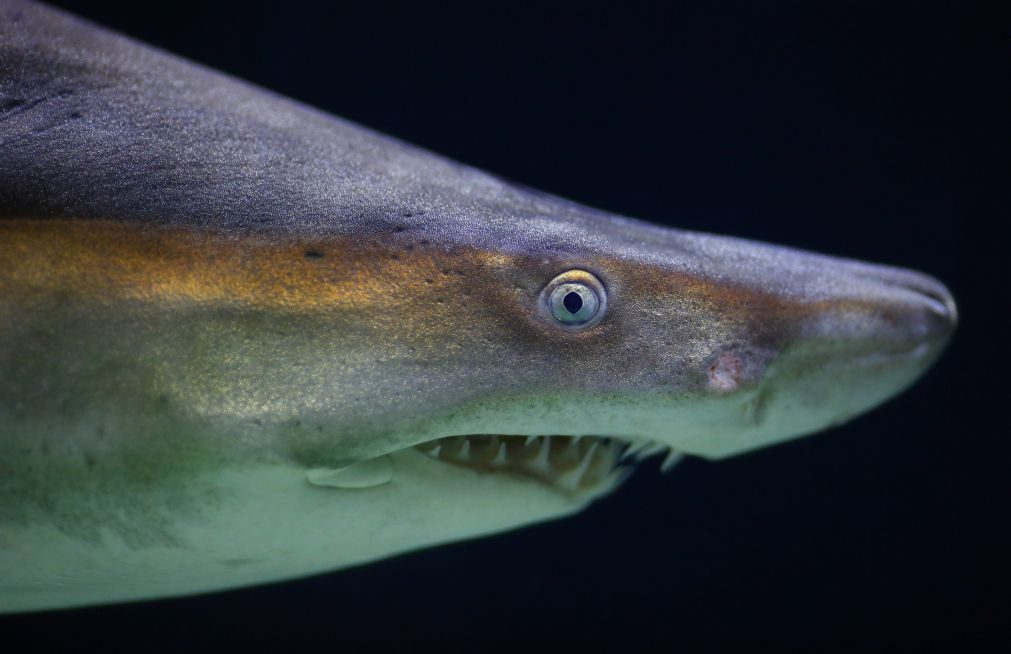 Pele dos tubarões pode tornar aviões e automóveis mais rápidos