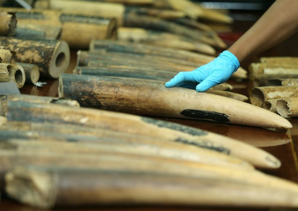 Autoridades angolanas apreenderam mais de 21 quilos de marfim em três meses