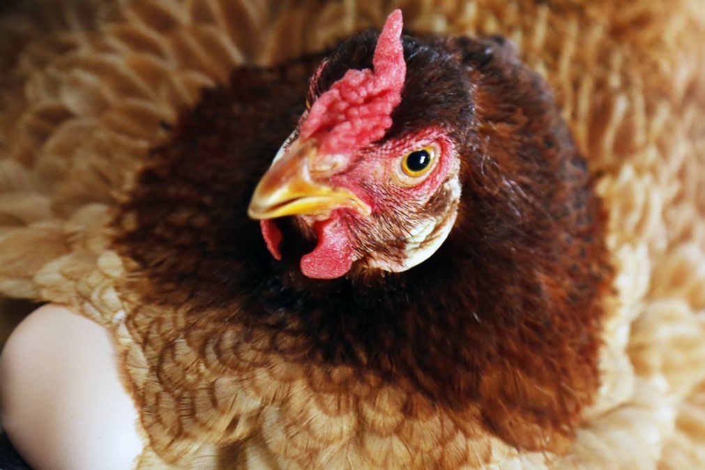 França proíbe a partir de 2022 venda de ovos de galinhas criadas em gaiolas