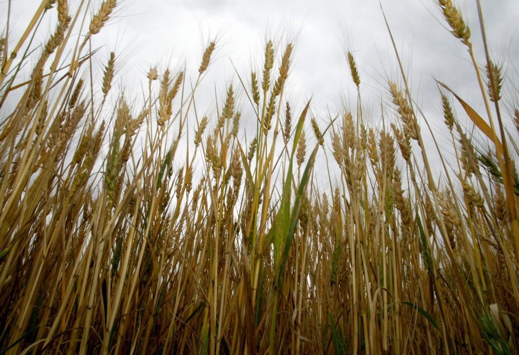 Cereais deverão ter pior campanha