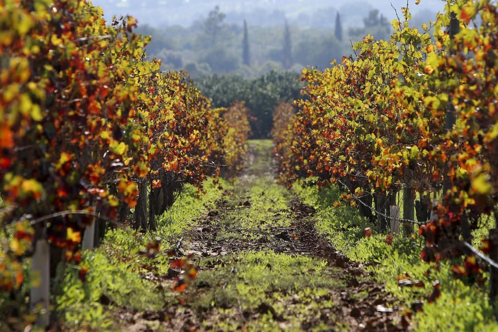 Novas plantações de vinha limitadas em algumas regiões a partir de 6ª feira