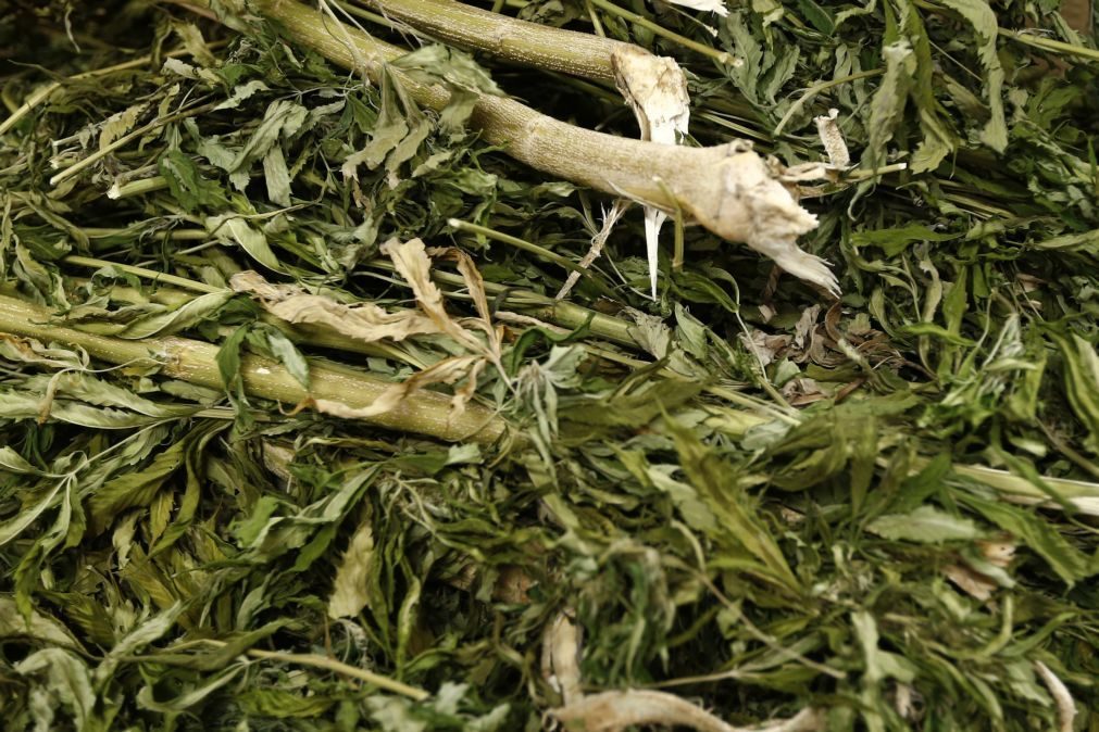 Canábis lidera lista de drogas apreendidas em Moçambique