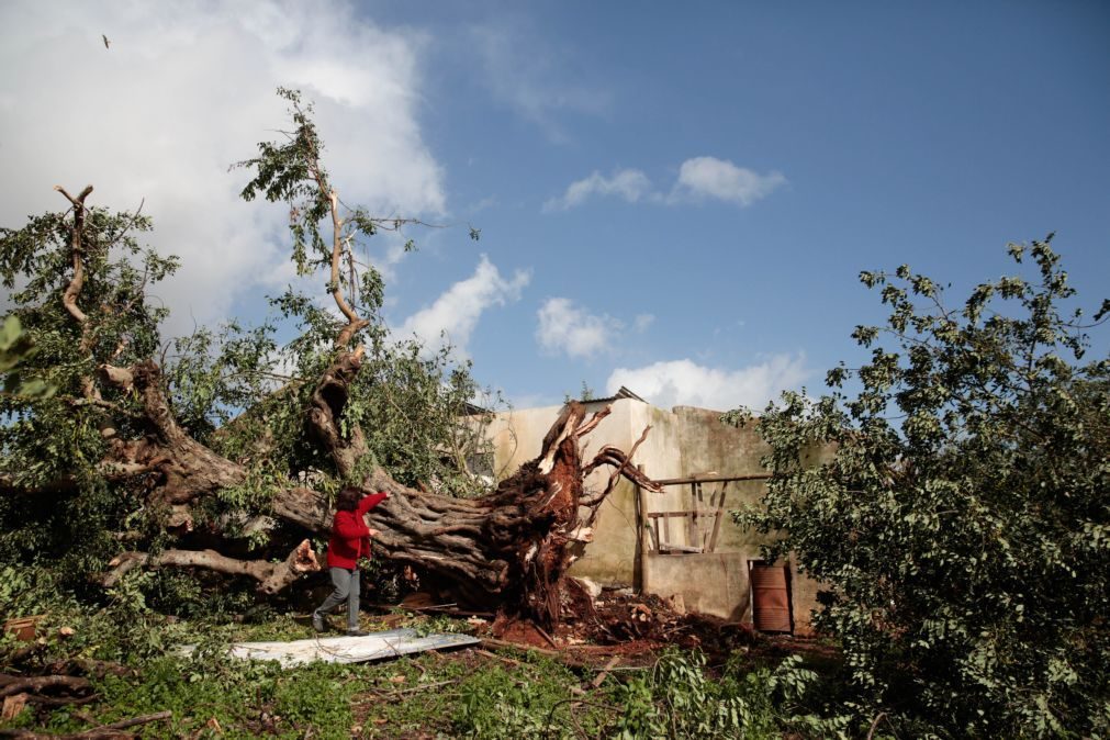 Identificadas já 15 explorações agrícolas no Algarve danificadas pelo mau tempo